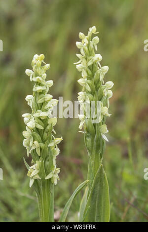 Piccolo white orchid (albida Pseudorchis), Isafjordur, Islanda 8 Luglio 2018 Foto Stock
