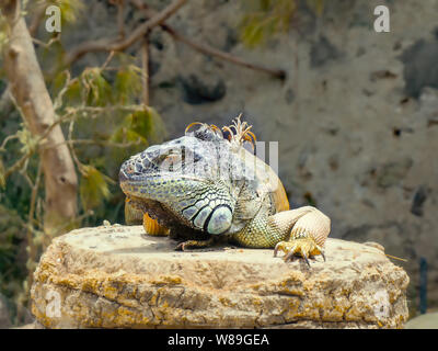 Un adulto grande iguana con diverse tonalità di verde e blu come pure un po' di giallo si trova su una roccia, la gamba destra dietro la cresta sul Foto Stock