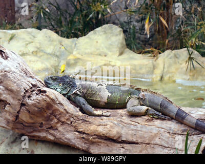 Un grande maschio adulto iguana con varie tonalità di verde e azzurro a muta. Egli giace disteso su un tronco di albero, i vecchi residui di pelle può essere visto sul va Foto Stock