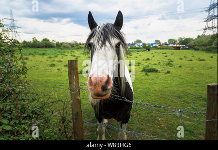 Bianco e nero pesante clydesdale horse in piedi in un campo guardando sopra un recinto di filo spinato, terreni agricoli in Test Valley, Nursling, Redbridge, Southampton Foto Stock