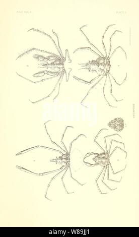 . Crostacei decapodi della costa nord-occidentale del Nord America ...
