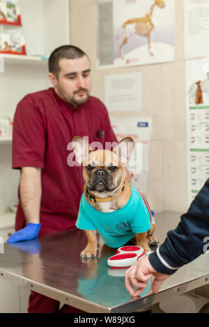 Grazioso cucciolo di bulldog francese razza a un vet appuntamento dal dottore. Un ritratto di un cane che attende l'esame del medico seduto sulla tabella i Foto Stock