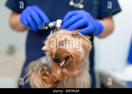 Divertente cane di razza Yorkshire Terrier di esame presso il veterinario. Un veterinario esamina le orecchie di un cane di piccola taglia con un otoscopio. Cane smorfie sticking h Foto Stock