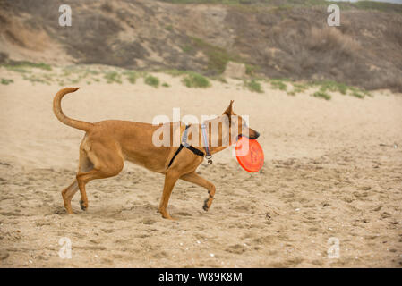 Chiedo il cavallo cane (Great Dane mix) gioca con un frisbee su Huntington Dog Beach si divertono fetch Foto Stock