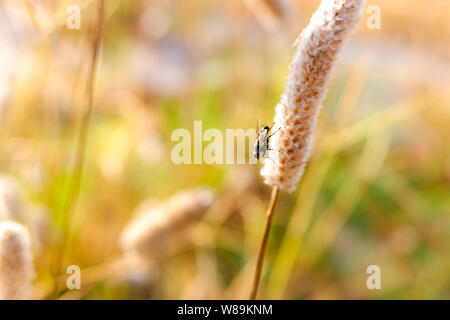 Macro di un comune volare arroccato su di un fiore. Foto Stock
