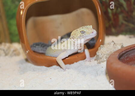 Un dolce piccola lucertola Eublepharis macularius, Leopard Gecko Foto Stock