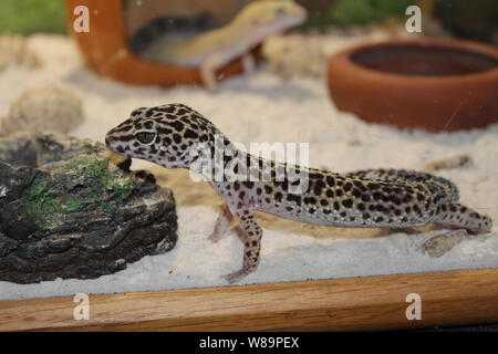 Un dolce piccola lucertola Eublepharis macularius, Leopard Gecko Foto Stock