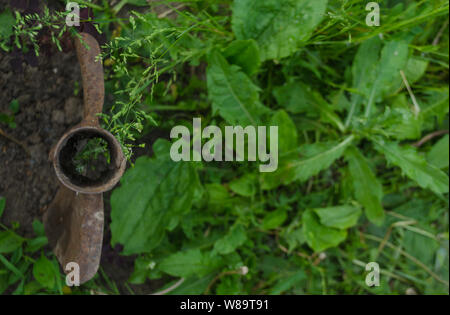 Di ferro arrugginito forcelle di erba per decorare un aiuola recinto. Un vecchio giardino vintage utensile è bloccato nel terreno tra piante verdi della campagna. Progettazione Foto Stock