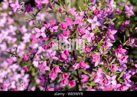 Sydney Boronia Boronia ledifolia Australia Foto Stock