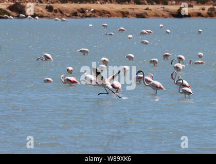 Un fenicottero (Phoenicopterus roseus) nel suo decollo corrono lungo uno dei laghi di sale vicino a San Pedro de Pinatar, Murcia, Spagna. Foto Stock