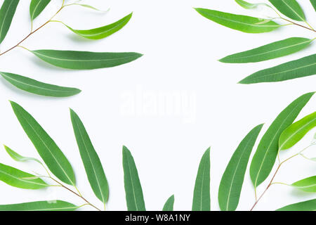 Cornice di verde rami di eucalipto su sfondo bianco con spazio di copia Foto Stock