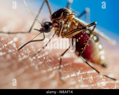 Close-up di una febbre dengue (zanzara Aedes aegypti) alimentazione del sangue umano Foto Stock