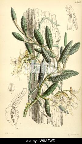 Dendrobium cucumerinum - Curtis" 77 (Ser. 3 no. 7) pl. 4619 (1851). Foto Stock