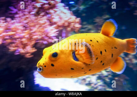 Un Blackspotted puffer nuoto ad alta velocità per i coralli. Il corallo viola sottolinea il bel colore giallo del pesce. Foto Stock