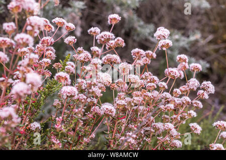 Wild California fiori di grano saraceno, Eriogonum fasciculatum Foto Stock