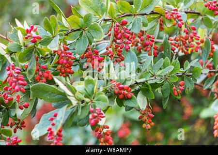 Ripe rosse bacche di Crespino sul ramo. colorato sfondo autunnale Foto Stock