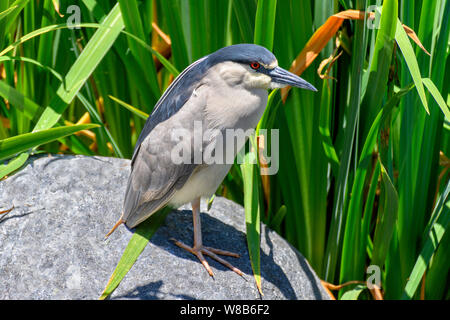 Close up di nitticora (Nycticorax nycticorax) permanente sulla roccia Foto Stock