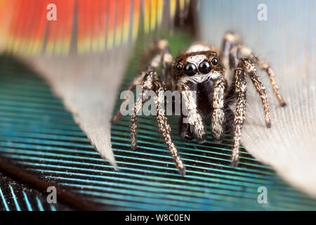 Jumping spider e piume Foto Stock