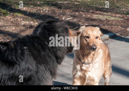 Due cani giocando nel parco closeup nella giornata di sole Foto Stock