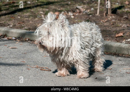 Carino scotch bianco terrier su park alley nella giornata di sole Foto Stock