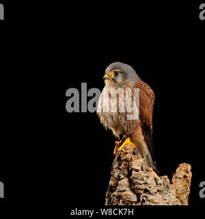 Splendido ritratto del Gheppio Falco tinnunculus in studio di impostazione su sfondo nero Foto Stock