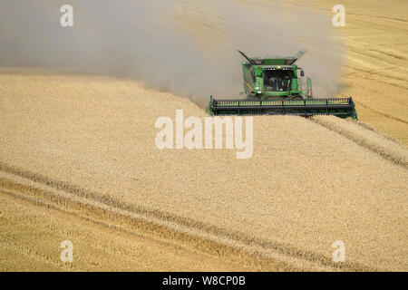 Una mietitrebbia al lavoro in un campo di grano nei pressi del villaggio di Walpole autostrada in Norfolk Foto Stock