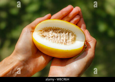 Tagliare giallo melone orientali (Coreano melone) nella donna con le mani in mano. Foto Stock