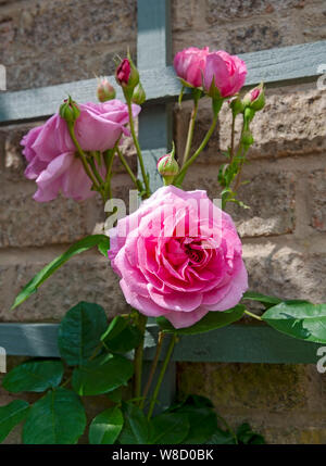 Primo piano di rosa rose fiori fiori fioritura (Gertrude Jekyll) crescere su un trellis su un muro Inghilterra Regno Unito GB Gran Bretagna Foto Stock