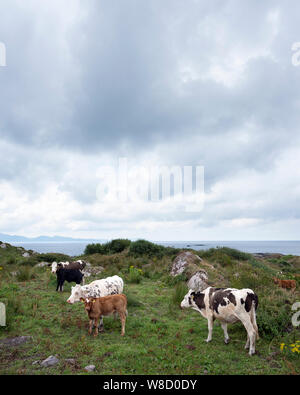 Vacche e vitelli sulla penisola di kerry in Irlanda lungo l'anello di kerry Foto Stock