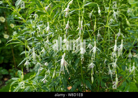 Primo piano di Fuchsia Hawkshead fiori bianchi che crescono in un vaso di argilla in estate Inghilterra Regno Unito Regno Unito Gran Bretagna Foto Stock