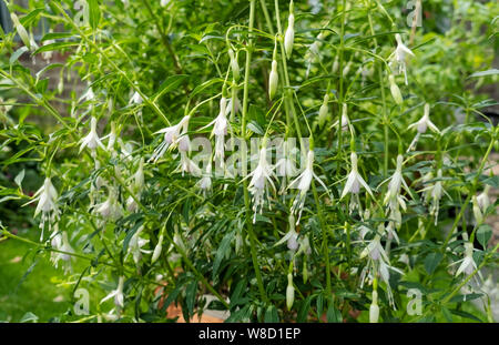 Primo piano di Fuchsia Hawkshead fiori bianchi che crescono in un vaso di argilla in estate Inghilterra Regno Unito Regno Unito Gran Bretagna Foto Stock