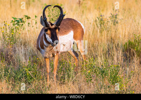 Questa è una vista ravvicinata di un maschio Pronghorn (Antilocapra americana), talvolta chiamato un americano di antilope, su Antelope Island, Utah, Stati Uniti d'America. Foto Stock