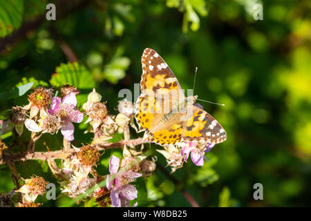 Vanessa cardui, o dipinto Lady, farfalla sui fiori di rovo Foto Stock