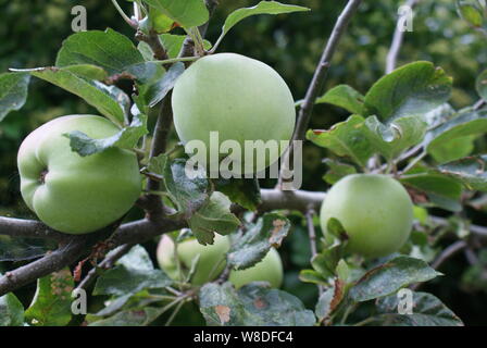 Close up cresciuto in casa Braeburn mele che cresce su un ramo di albero Foto Stock