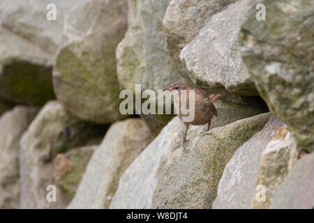 Un Shetland Wren Troglodytes troglodytes zetlandicus, una sottospecie del Eurasian wren endemico dell' arcipelago delle Shetland della Scozia, Regno Unito Foto Stock