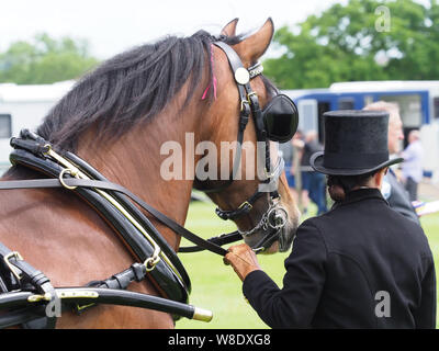 Una baia welsh cob in pieno il cablaggio di guida essendo tenuto da un suo sposo. Foto Stock