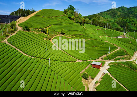 Giappone, isola di Honshu, la regione di Kansai, Uji, campo di tè per Sencha, Gyokuro e Matcha tea Foto Stock