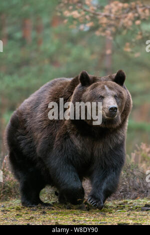 Orso bruno / Braunbaer ( Ursus arctos ), forte e potente per adulti, a piedi, in esecuzione su una radura nel bosco boreale, proveniente da vicino tutto il corpo s frontale Foto Stock