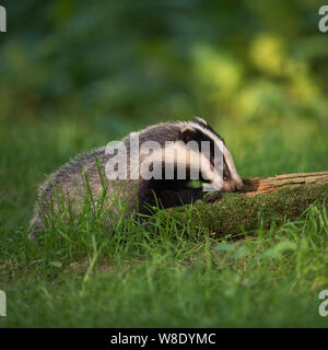 Unione Badger / Europaeischer Dachs ( Meles meles ), curioso giocoso animale giovane, esplorando un marcio tronco di albero, fauna selvatica, l'Europa. Foto Stock