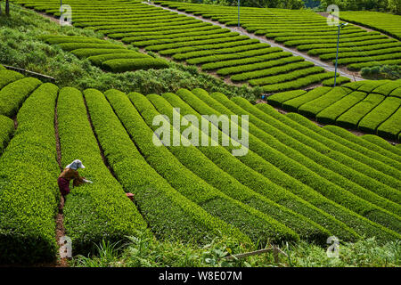 Giappone, Honshu, Shizuoka, campi di tè Foto Stock