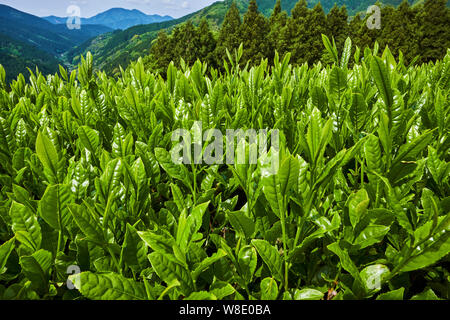 Giappone, Honshu, Shizuoka, campi di tè Foto Stock