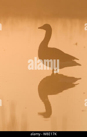 Oca Graylag / Graylag Goose / Graugans ( Anser anser ) in piedi in acqua poco profonda, Early Morning Light, moody silhouette, retroilluminato atmosferica shot, w Foto Stock