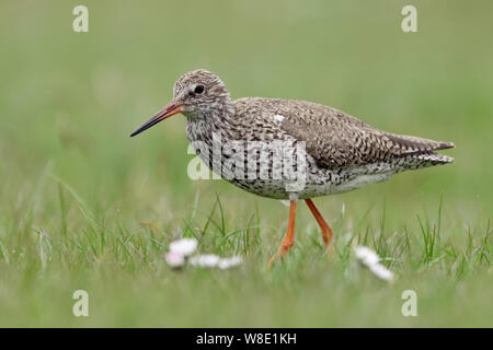 Comuni / Redshank Rotschenkel ( Tringa totanus ), adulto in abito di allevamento, camminando attraverso un prato verde, la navigazione, la ricerca di cibo, fauna selvatica, Europ Foto Stock