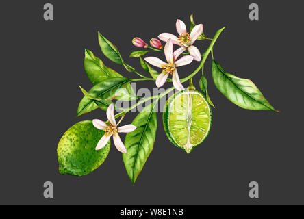 Frutto di calce ramo di albero con fiori foglie. realistico acquerello botanico composizione: intera e mezza fettina di agrumi, illustrazioni isolate su nero grigio Foto Stock