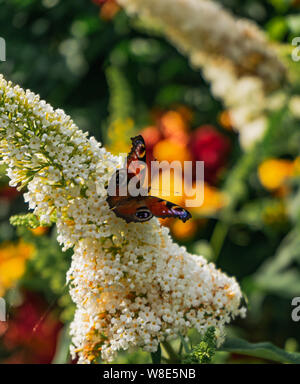 Splendidamente colorata brillante unione farfalla pavone su Bianco fiore buddleja Foto Stock