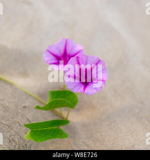 Ipomoea pes-caprae, noto come bayhops, che cresce sulle parti superiori delle spiagge e sopporta aria salata Foto Stock