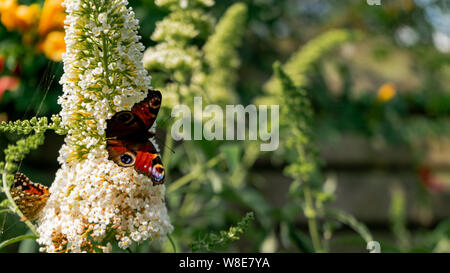 Splendidamente colorata brillante unione farfalla pavone su Bianco fiore buddleja Foto Stock