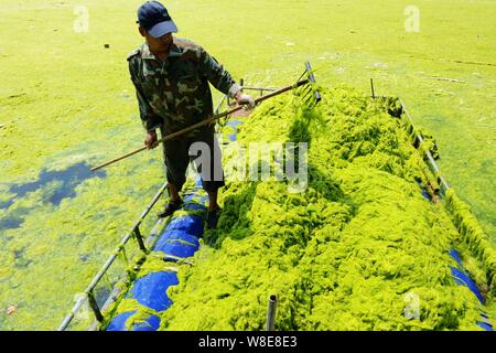 Pescatore cinese Zhang Yanhui pulisce le alghe su una barca da pesca nella città di Qingdao, Cina orientale della provincia di Shandong, 8 luglio 2015. Il orientale porto cinese Foto Stock