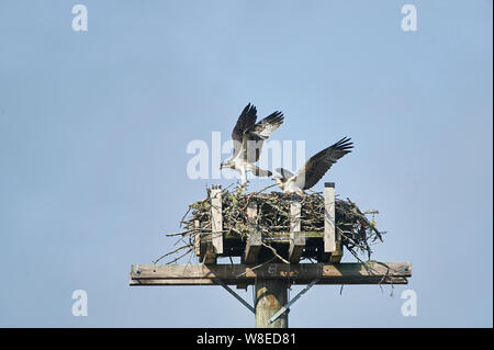 Giovani Falco pescatore (Pandion haliaetus) prove è ali mentre impara a volare a nido artificiale sulla nidificazione di pesce persico, Petite Riviere, Nova Scotia, Canada Foto Stock