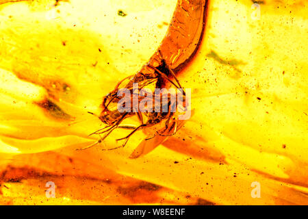 Ambra in sun con inclusioni di insetti Foto Stock